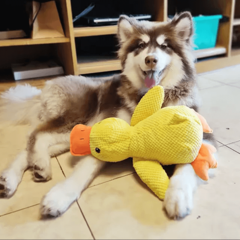 PawfectPawz™ Calming Duck