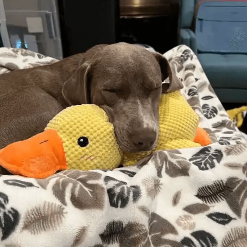 PawfectPawz™ Calming Duck