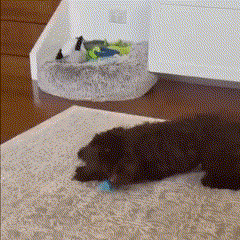 PawfectPawz™ Automatic Ball