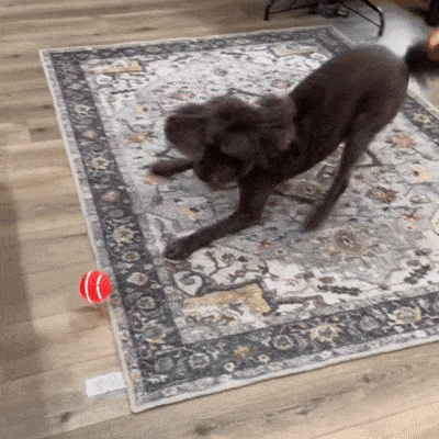 PawfectPawz™ Automatic Ball
