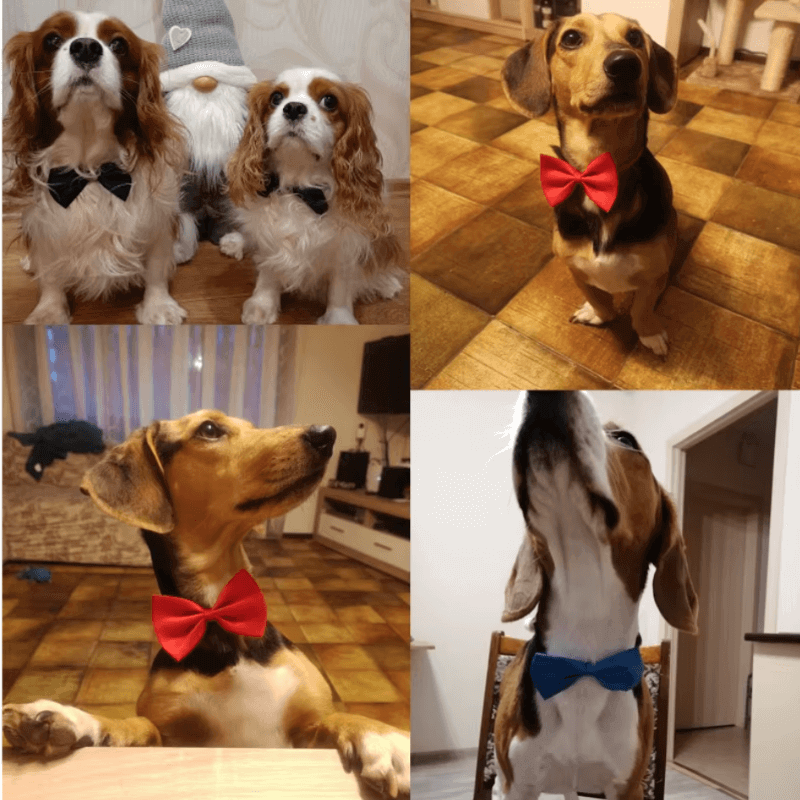 PawfectPawz™ Bow Tie Pack