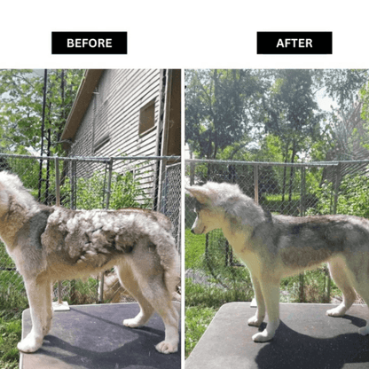 PawfectPawz™ 6 in 1 Vacuum Groomer